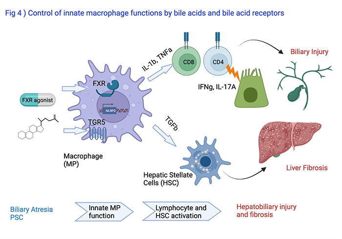 Modulation of Innate Macrophage Functions by Bile Acids and Bile Acid Receptors
